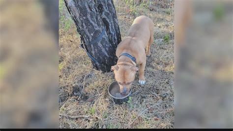 Schenectady woman arrested for abandoning dog